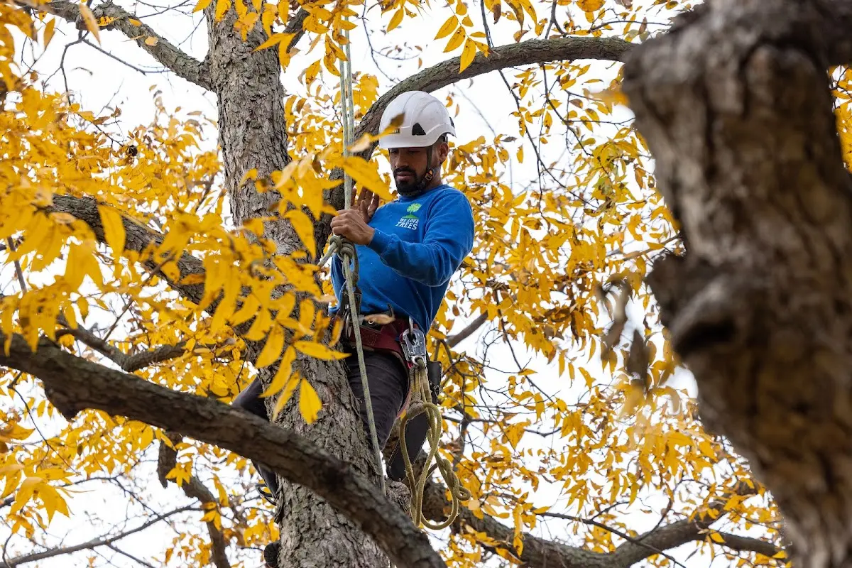 Skilled Tree Pruning crew working in Wilsonville